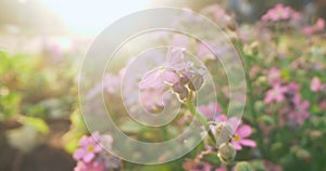 extreme close-up, detailed pink forget-me-nots with sun glare