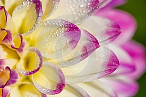 Extreme close up of dew laden dahlia petals