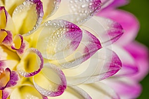 Extreme close up of dew laden dahlia petals photo