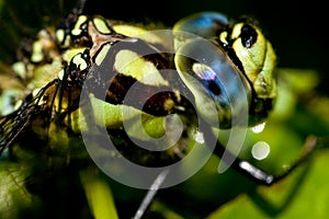 Extreme close up of a Drangonfly