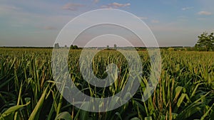 Extreme close up drone shot of green corn field at summer sunset