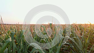 Extreme close up drone shot of green corn field at summer sunset