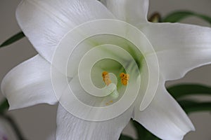 An Extreme Close-Up of The Easter Lilly Pistil and Stigma