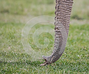 Extreme close up of elephant`s trunk