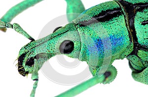 Extreme close up of an exotic weevil