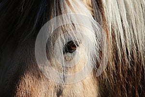 an extreme Close up of an eye from a fjord horse with colorful hair