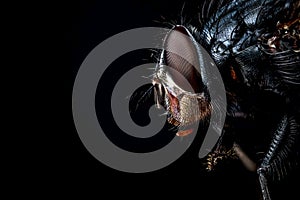 extreme close up of eye on a fly