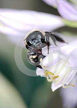 Extreme close-up of the face of a Carpenter Bee, Xylocopa virginica