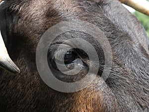 Extreme Close Up of a the Face of a Dark Brown Texas Longhorn Cow