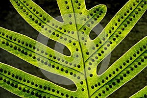 Extreme close-up of fern leaf with spores