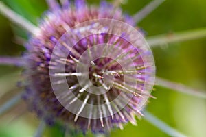 Extreme close-up of a flowering thistle, focus on the spine in the center, shallow depth of field, selective focus