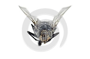 Extreme Close Up of Fly Insect