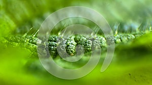 Extreme close up (focus stack) of a leaf of the stinging nettle, showing the stinging hairs