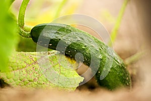 Extreme close up of a fresh, still growing cucumber in the garden