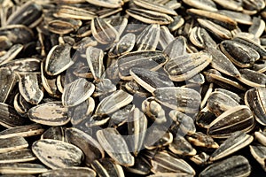 Extreme close up of freshly roasted and salted non-oilseed sunflower seeds confections.