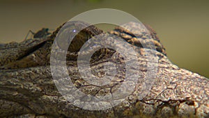 Extreme close up of a freshwater crocodile`s eyes