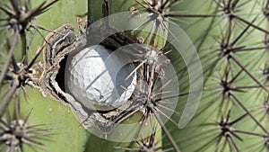 Extreme close-up of a golf ball stuck in the left side of a prickly Saguaro cactus in Arizona