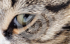 Extreme close-up of green cat`s eye.