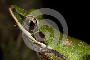 Extreme Close Up of green treefrog