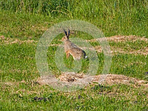 Extreme close - up of  hare sitting in a meadow