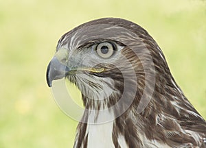 Extreme Close-up of a Hawk