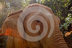 An extreme close up of the head of an Asian adult elephant.