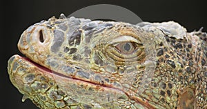 Extreme close up of head and mouth of iguana lizard.