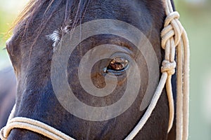Extreme Close Up Of Horse`s Head