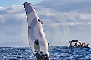 Extreme close-up of a  humpback whale waving its pectoral fin to a boatload of whale watchers.