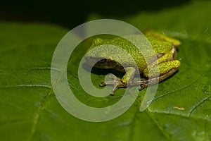 An extreme close up image of a tiny tree frog Hyla Versicolor