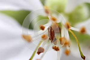 Extreme close up image of worm comming from white apple blossom
