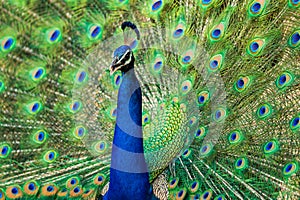 Extreme close up Indian peafowl or male peacock dancing with full colorful wingspan to attracts female partners for mating at