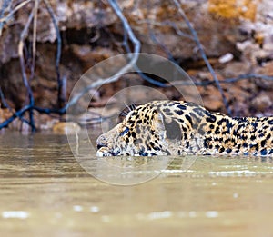 Extreme close up of jaguar swimming in fresh water river in Pantanal