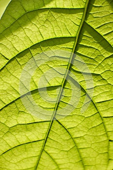 Extreme close-up of a leaf of a young avocado tree with visible structure, selective focus