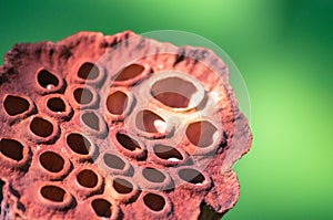 Extreme close-up of lotus seed pot with selective focus