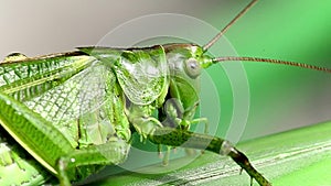 Extreme close-up macro of green grasshopper