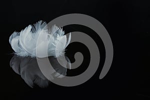 An extreme close-up and macro photograph of feathers