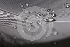 An extreme close-up and macro photograph of feathers