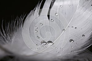An extreme close-up and macro photograph of feathers
