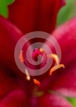 Extreme close up macro shot of burgundy red asiatic lilly flower anatomy stamen, anther and filament flower parts. selective focus