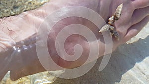 Extreme close-up of male Caucasian hand putting sea snails into water. Unrecognizable man turning marine gastropod