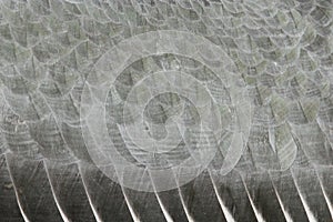 Extreme close-up of an marabu