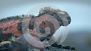 Extreme close up of a marine iguana on isla espanola photo