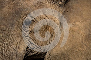 Extreme close up of mud crusted elephant face