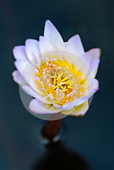 Extreme close-up of an opening blossom of a water lily, shallow depth of field, selective focus