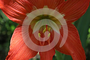 Extreme close up of an orange color Hippeastrum puniceum flower