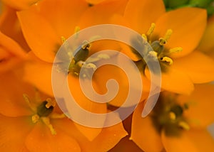 Extreme Close-up of Orange Flowers with Yellow Spores