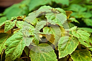 Extreme close up of patchouli plant leaves