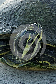 Extreme Close Up Peninsula Turtle with Stripes