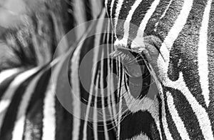 Extreme close-up of a Plains Zebra`s eye and stripes in black and white, Greater Kruger.